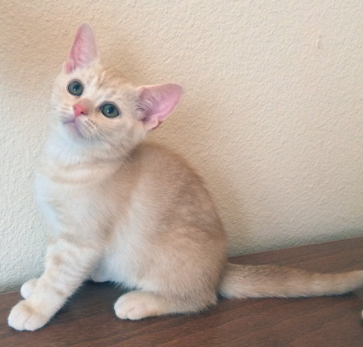 Spot kitten 10 weeks old https://www.melody-garden.com Purebred American Shorthair Kittens